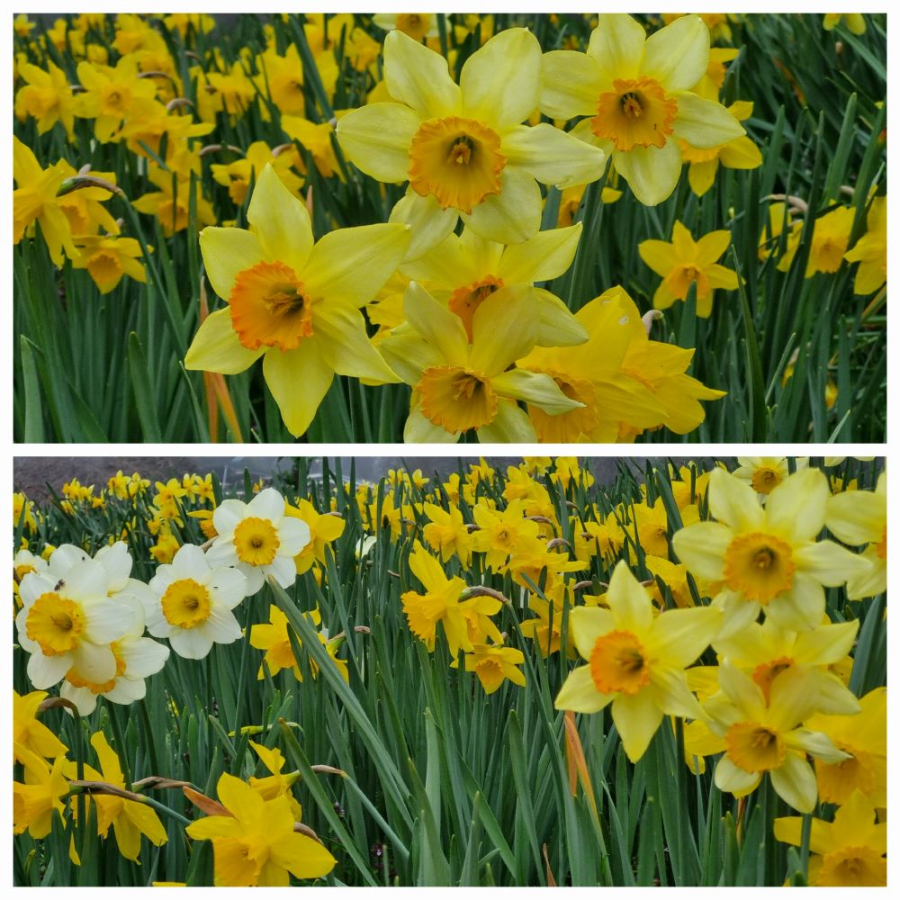 Daffodils august 2024.2
