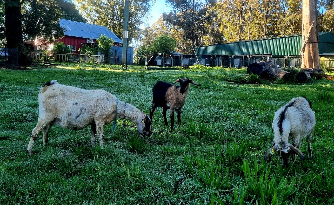 Pregnant Goats October 24.2