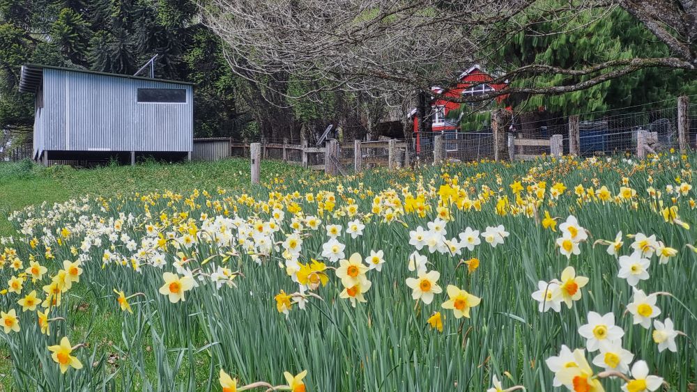 Red shed.goat shed.dafodils.2