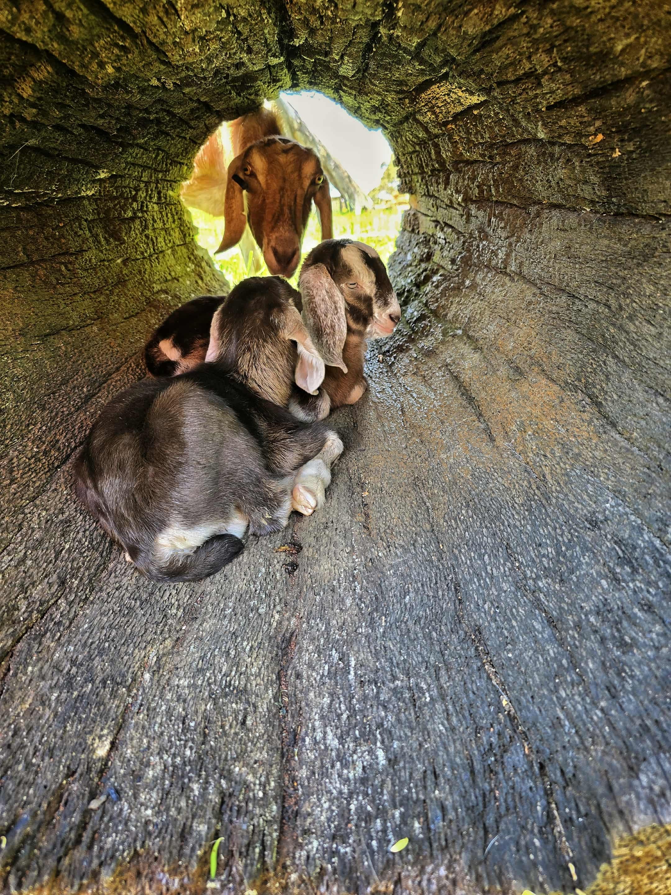 Kids having a rest in the log