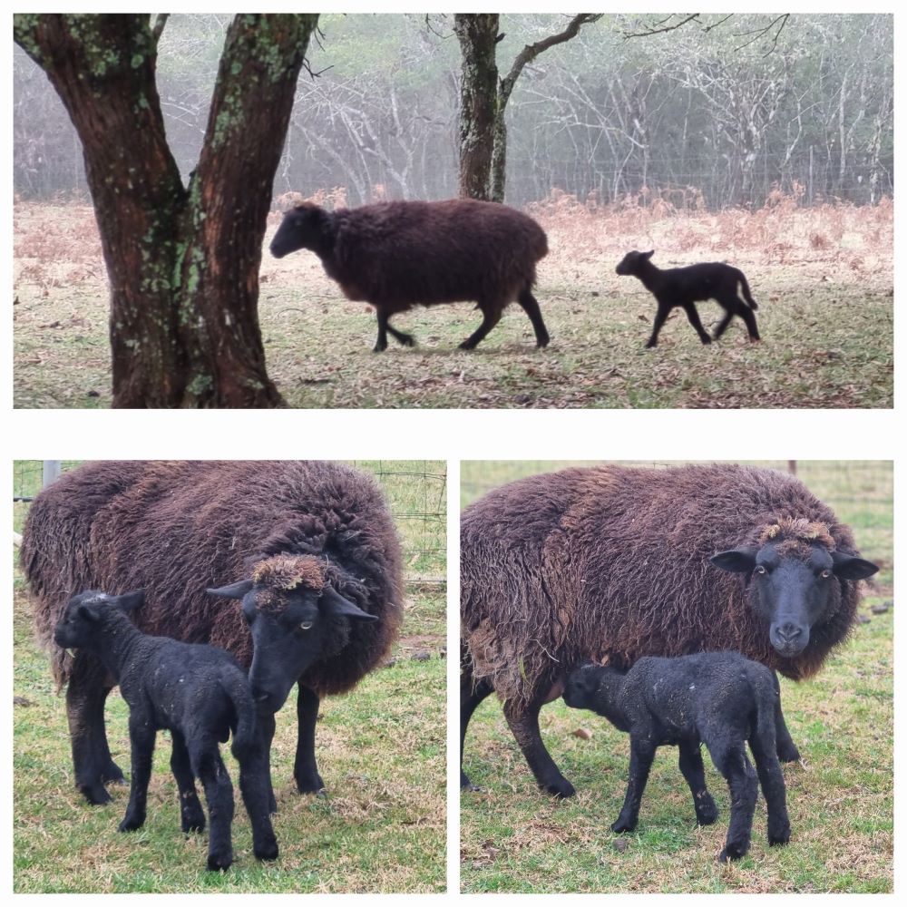 Sheep with ram lamb august 2024.2